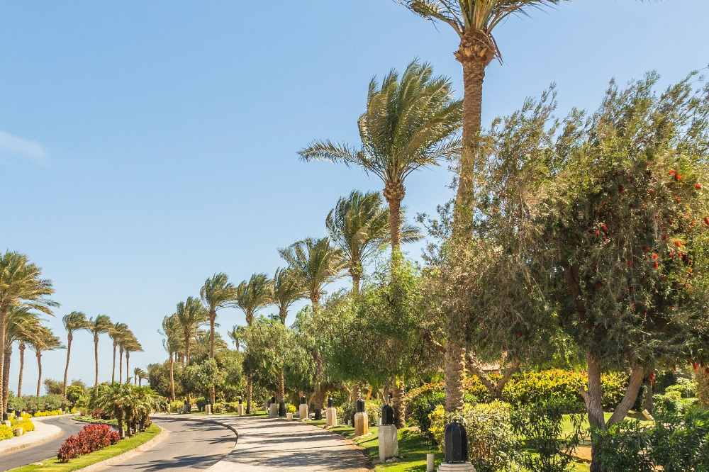 Palm Springs - Dixon Law Firm Curved road lined with tall palm trees on a sunny day, with greenery and small tombstones along the right side (cemetery garden).